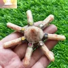 Sunstone Healing Generator - Image 5