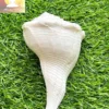 Dakshinawarti Shankhs (5 to 6 inch approx)