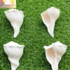 Dakshinawarti Shankhs (5 to 6 inch approx) - Image 3