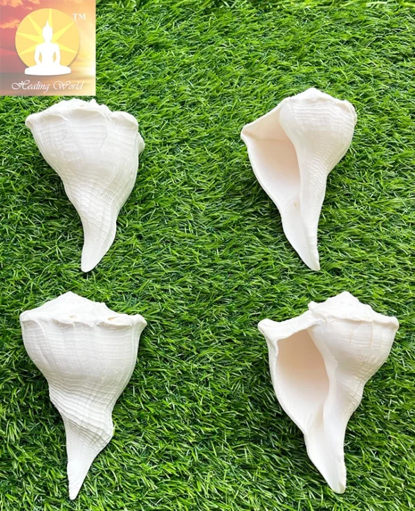 Dakshinawarti Shankhs (5 to 6 inch approx) - Image 3