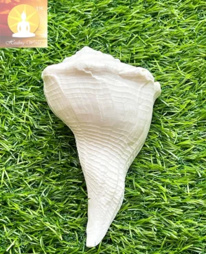 Dakshinawarti Shankhs (5 to 6 inch approx)